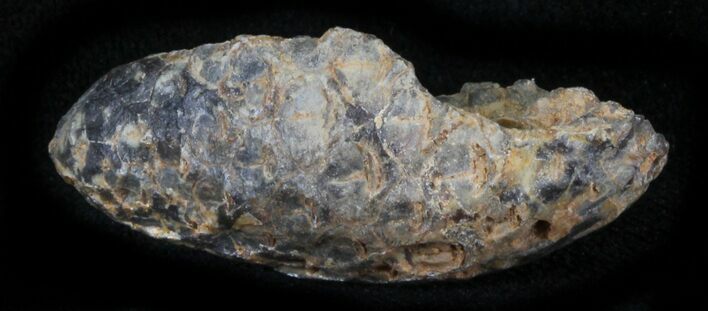 Agatized Fossil Pine (Seed) Cone From Morocco #30051